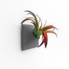 3 inch dark gray wall planter with Tillandsia air plant