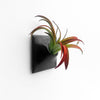 3 inch black wall planter with Tillandsia air plant. 