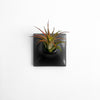 Small masculine air plant holder in modern home.