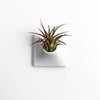 Small air plant holder for your modern living room.