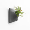 3 inch dark gray wall planter with Tillandsia Ionanth air plant