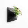 Tiny black wall planter with air plant in a dorm.