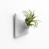 Small modern white wall planter with Tillandsia air plant.
