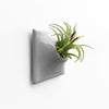 3 inch  modern gray wall planter with Tillandsia  air plant