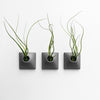 Three 3 inch dark gray wall planters with Tillandsia Butzii air plants.