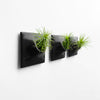 Three 3 inch black wall planters with Tillandsia Funckiana air plants