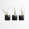 Three 3 inch black wall planters with Tillandsia Butzii air plants.