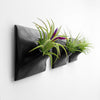 Three 3 inch modern black wall planters with Tillandsia air plants.