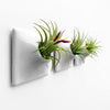 Three 3 inch light gray wall planters with tillandsia air plants.
