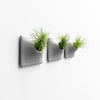 Three 3 inch medium gray wall planters with Tillandsia Funckiana air plants.