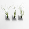 Three 3 inch wall planters with air plants.