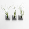 Three 3 inch light gray wall planters with Tillandsia Butzii air plants.