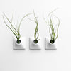 Three 3 inch wall planters with Tillandsia Butzii air plants.
