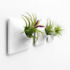 Three small air plant holders on white wall.