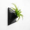 Stunning black wall planter perfect for air plants. 