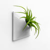 6 inch light gray wall planter with Tillandsia air plant. 