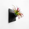 Stylish wall planter for air plants.