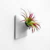 6 inch light gray wall planter with tillandsia air plant.