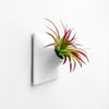 Unique wall planter with red abdita air plant