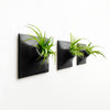 Set of three 6 inch black wall planters with tillandsia ionantha air plant rubra air plants .