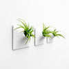 Three modern indoor air plant holders for wall art decor. 