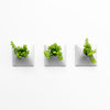 Set of three 6 inch light gray wall planters with grilly plant.