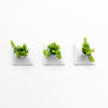 Three white modern wall planters for house plants. 
