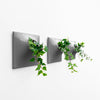 Set of three 6 inch dark gray wall planters with ivy plants.