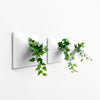 Set of three 6 inch white wall planters with ivy plant.