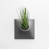 9 inch dark gray wall planter with tillandsia air plant.