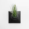 9 inch black wall planter with tillandsia air plant.