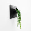 Modern outdoor wall planter holding a String of Pearls plant.