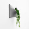 Gray modern wall planter with String of Pearls plant.
