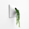 Modern wall planter holding String of Pearls plant. 