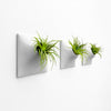 Set of three 9 inch gray modern wall planter with tillandsia air plants.