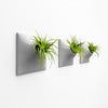 Set of three 9 inch medium gray wall planter with tillandsia ia rubra.