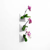 Three outdoor wall planters holding beautiful summer orchids. 