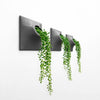 Set of three 9 inch dark gray wall planter with a string of pearls