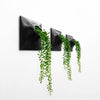 Set of three 9 inch black wall planters with String of Pearls plant.