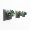 Three wall planters for succulents. 