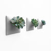 Three wall planters with succulents. 