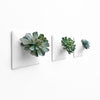 Succulents inside three white modern wall plants. 