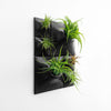 black greenwall with airplants