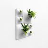 white plant wall with airplants and moss