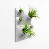 light gray living wall with airplants