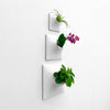 Set of three white wall planters holding house plants and an orchid.