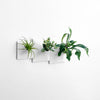 Set of three modern wall planters holding house plants. 