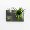 Dark gray Modern wall planters for tillandsia air plants. 