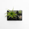 Black Modern wall art planters with air plants. 