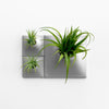 Gray Modern wall planter plant wall with air plants